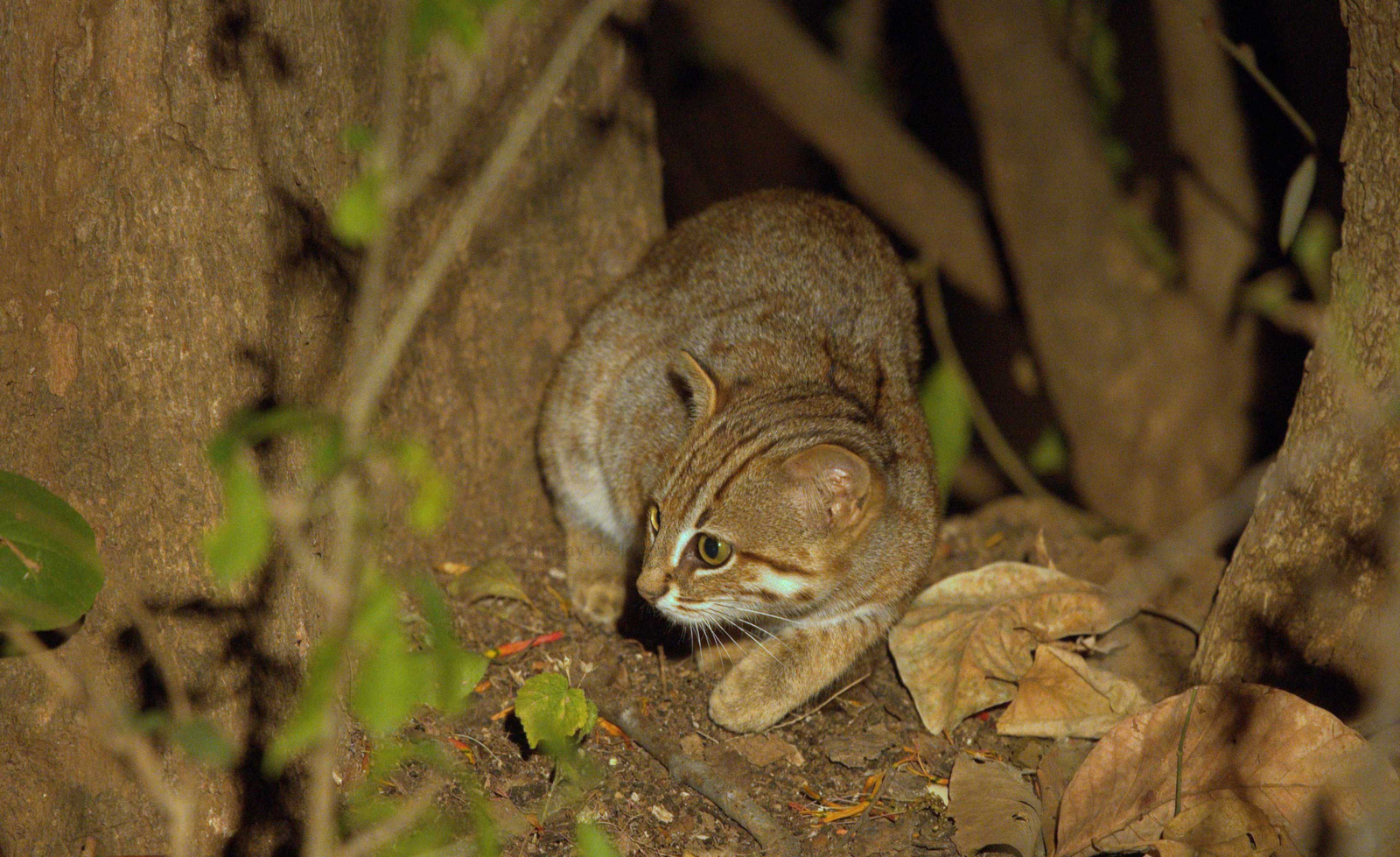 Pench Tree Lodge Pench Tree Lodge