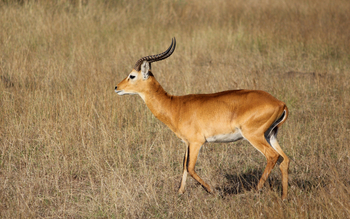 Kasenyi Safari Camp: Uganda Kob