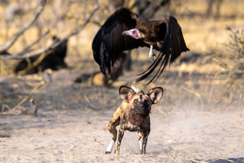 King's Pool Camp King's Pool Camp: Wildhund und Geier