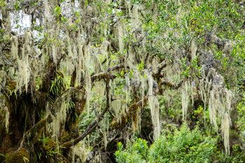 Koroi Forest Camp: Bartflechte