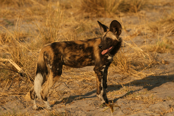 Kwara Camp Kwara Camp: Umsichtiger Wildhund