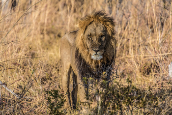 Lebala Camp Lebala Camp: Struppiger Löwe