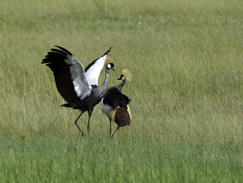 Little Makalolo Camp Little Makalolo Camp: Kronenkraniche