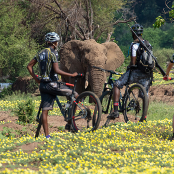 Mashatu Game Reserve: Elefant und Cyclist