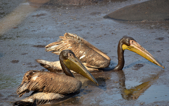 Mbali Mbali Katavi Camp: Pelikane