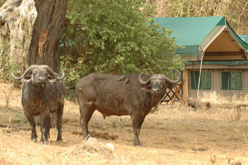 Mdonya Old River Camp: Büffel im Camp