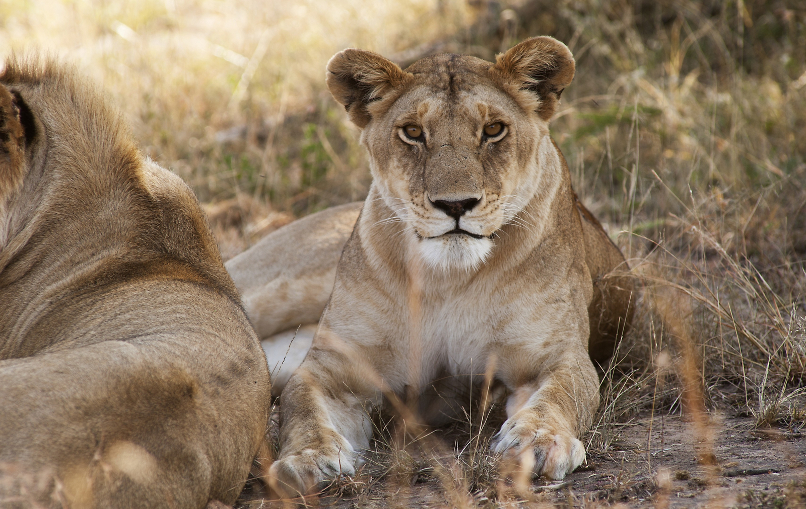 Mkombe's House Lamai Mkombe's House Lamai: Löwin