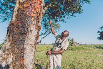 Moanachira Flood Plains: Guide zeigt einen Baumstamm