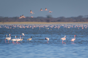 Nata Lodge Nata Lodge: Flamingos im seichten Wasser