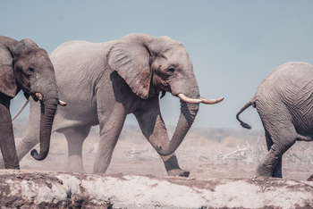 Nxai Pan Camp: Schreitende Elefanten