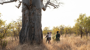Olkeri Camp: Baobabstamm