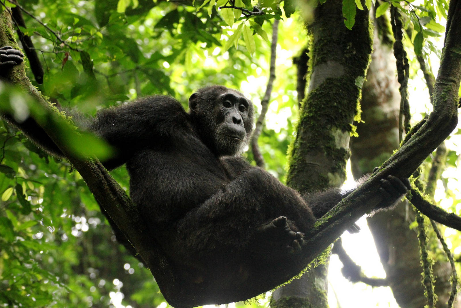 Papaya Lake Lodge Papaya Lake Lodge: Schimpanse auf einer Ranke