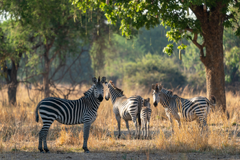 Robin Pope Safaris Robin Pope Safaris: Zebras
