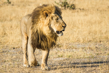 Savute Safari Lodge: Löwe
