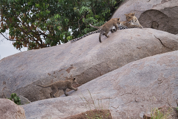 Serian Serengeti Lamai: Leopardenfamilie