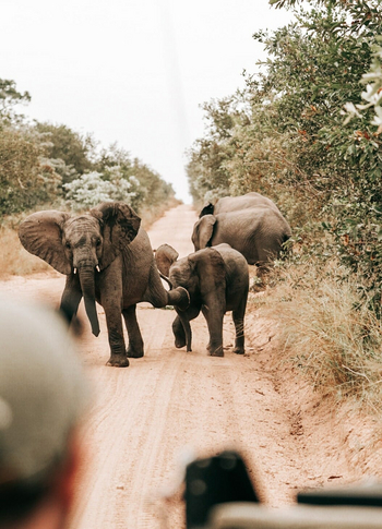 Simbambili Game Lodge: Junge Elefanten