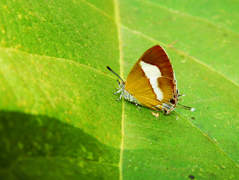 Tathastu Resort Kanha: Common Onyx