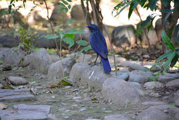 Vanghat: Blue Whistling Thrush