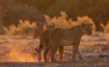 Villa Mushara: Löwen