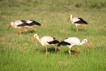 Wilderness Usawa Serengeti Camp: Weißstörche
