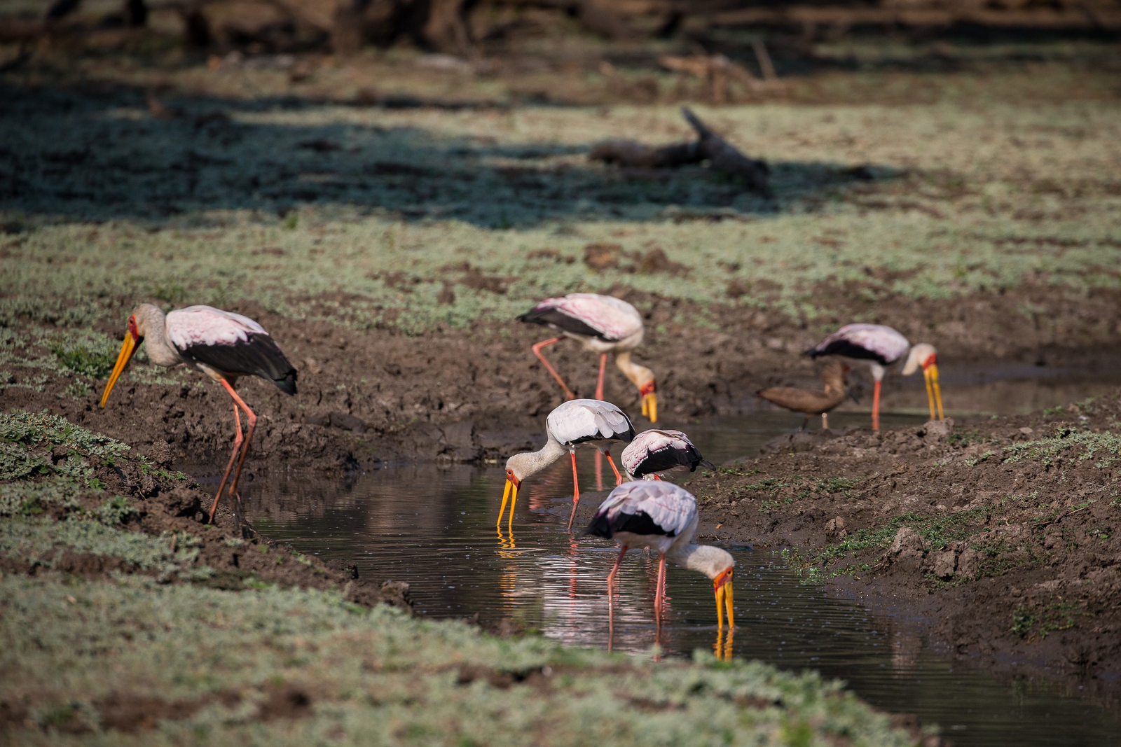 Chikwenya Camp Chikwenya Camp