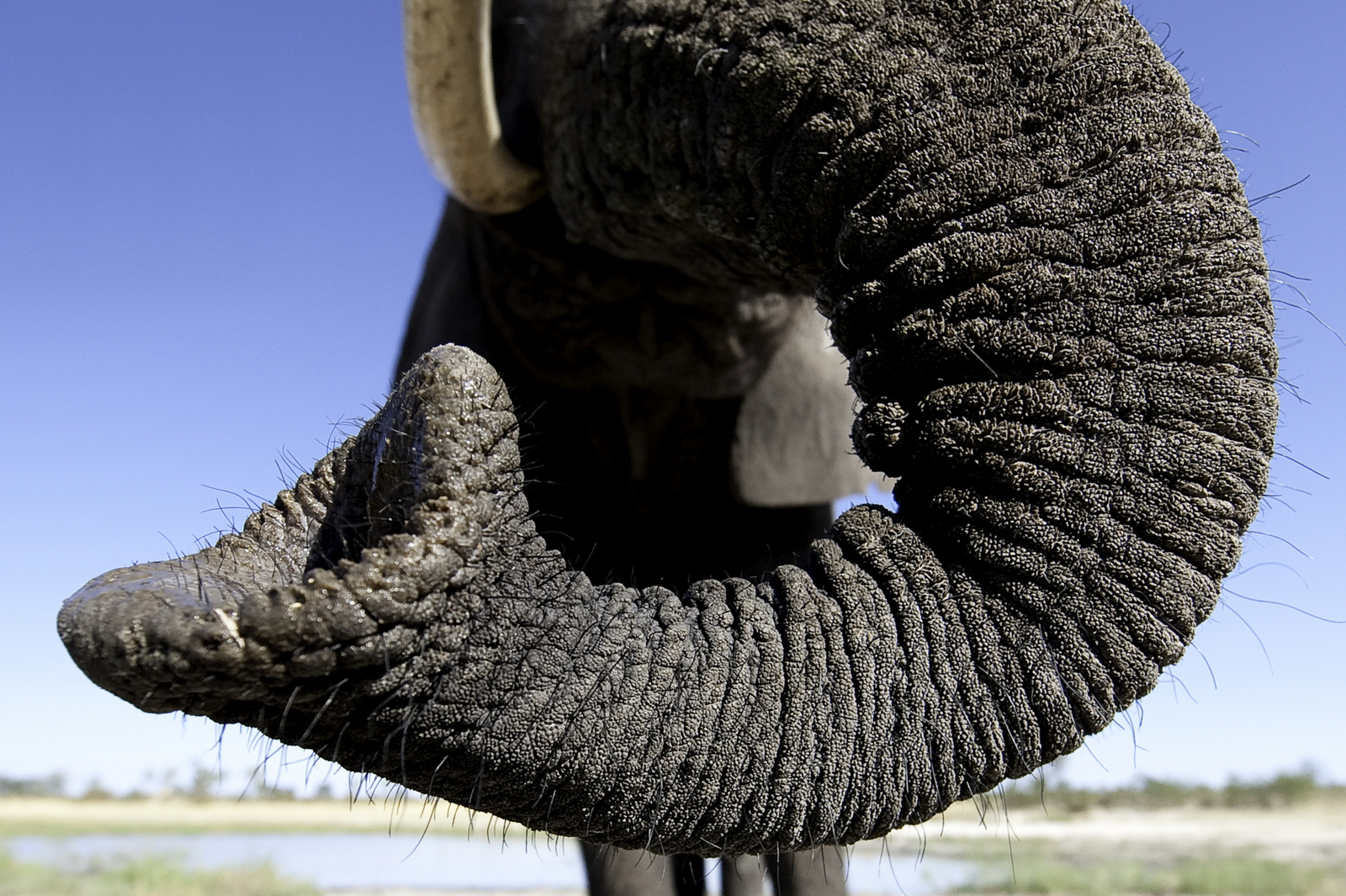 Abu Camp Abu Camp: Elefantenrüssel