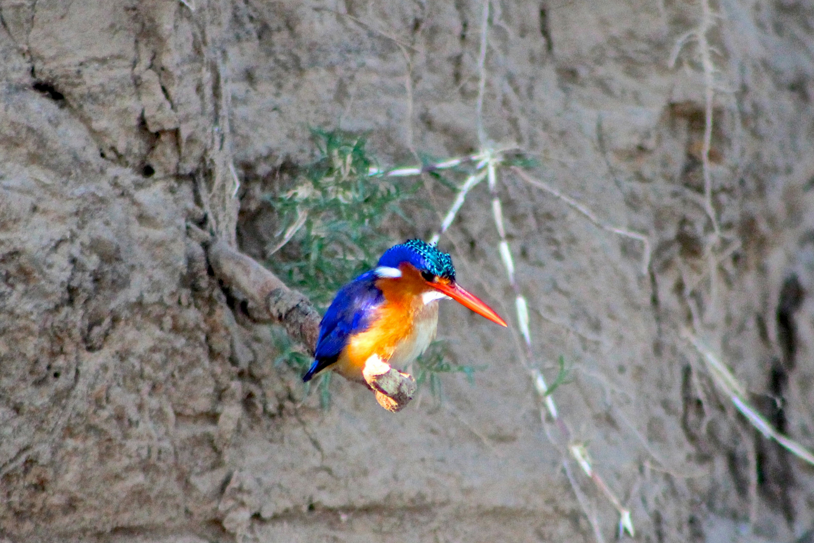 Amanzi Camp Amanzi Camp: Malachiteisvogel