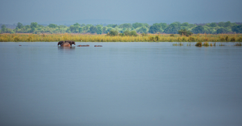 Amanzi Camp: Nilpferde im Fluss
