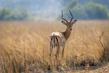 Anantara Tented Camp Kafue River: Elegante Antilope im hohen Savannengras mittags