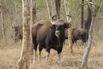 Nagarhole National Park: Junger Gaur-Bulle