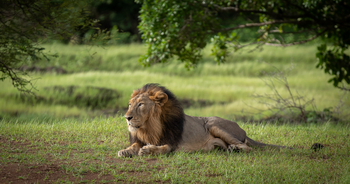 Aramness Aramness: Gewaltige Mähne