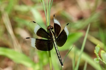 Bamboo Forest Safari Lodge: Black and White Odonta