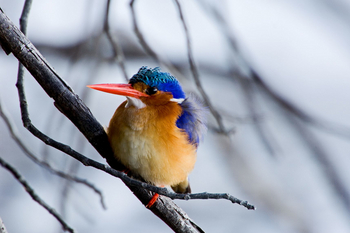Chobe Game Lodge: Malachit-Eisvogel