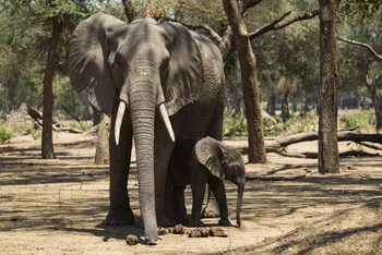 Tusk and Mane Safaris Tusk and Mane Safaris: Elefantenkuh mit Kalb