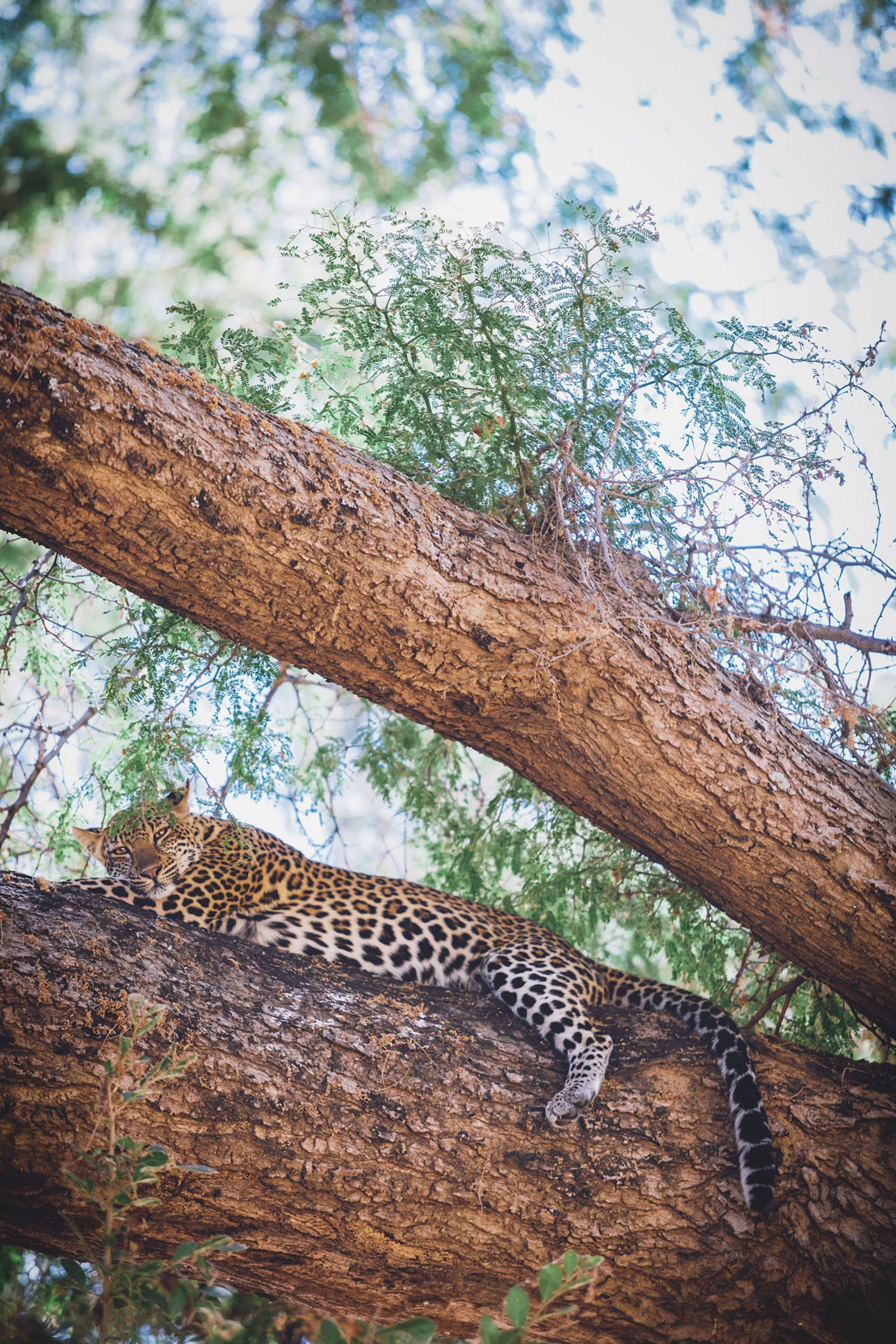 Classic Zambia Safaris Classic Zambia Safaris: Leopard