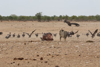 Dolomite Camp: Löwe verjagt Geier