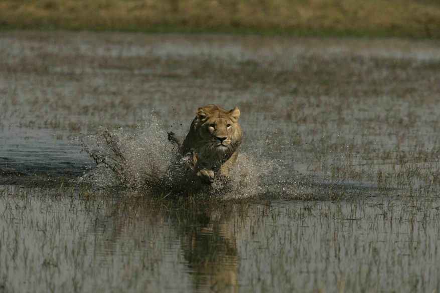 Duba Plains Camp