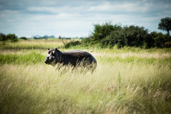 Duba Plains Camp: Nilpferd beim Grasen