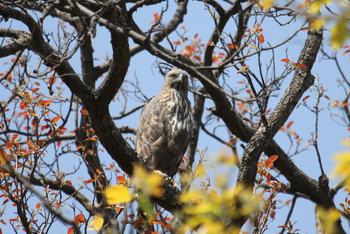 Emerald Tiger Retreat: Changeable Hawk