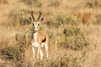 Etosha Oberland Lodge Etosha Oberland Lodge: Springbock