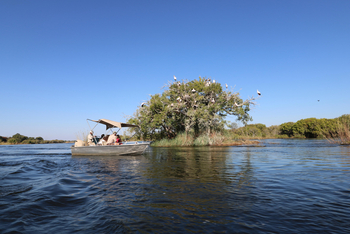 Ichingo Chobe River Lodge: Storchenkolonie