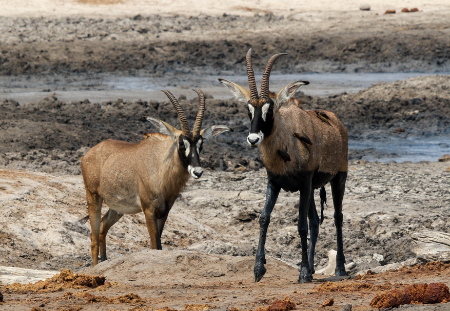 Imvelo Safaris Imvelo Safaris