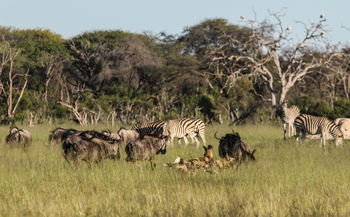 Imvelo Safaris Imvelo Safaris: Wildhunde jagen Gnukälber