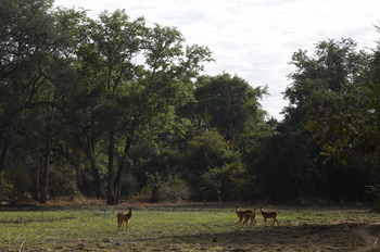 Kutandala Camp: Hirsche