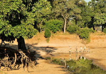 Lion Camp Lion Camp: Safarigäste in einer Lagune