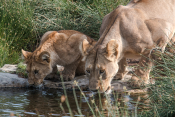 Namiri Plains Camp: Trinkende Löwen