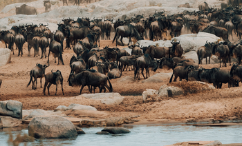 Nimali Mara Camp: Gnuherde vor Gewässer