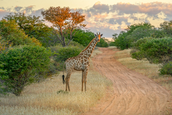 Ohorongo: Giraffe am Wegesrand