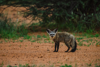Old Traders Lodge: Löffelhund