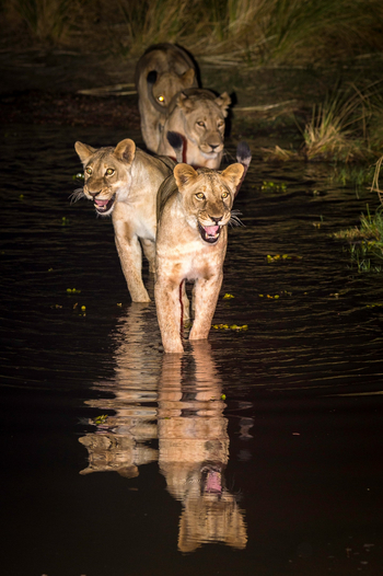 Ruckomechi Camp: Löwen bei Nacht